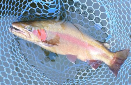 シビアなアタリを掛ける ～岡崎トラウトポンド～